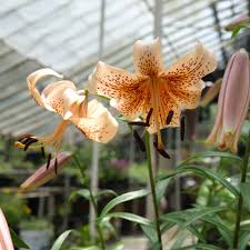 Attēlu rezultāti vaicājumam “Lilium lancifolium”