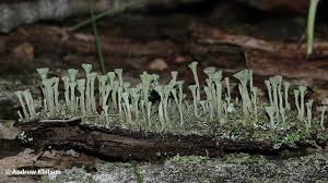 Attēlu rezultāti vaicājumam “Cladonia fimbriata”