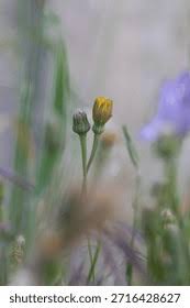 Attēlu rezultāti vaicājumam “Scorzonera humilis bud”