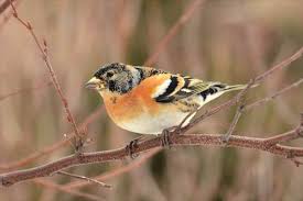 「アトリ・レギンハルト」の画像検索結果