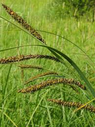 Attēlu rezultāti vaicājumam “Carex acuta leaf”