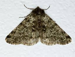 Attēlu rezultāti vaicājumam “Phigalia pilosaria”