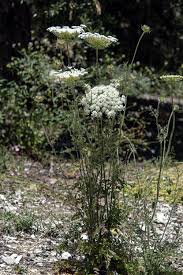 Attēlu rezultāti vaicājumam “Daucus carota subsp. carota leaf”