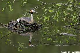 Attēlu rezultāti vaicājumam “Podiceps cristatus nest”