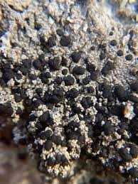 Attēlu rezultāti vaicājumam “Mycoblastus sanguinarius”