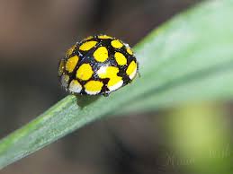 Attēlu rezultāti vaicājumam “Coccinella hieroglyphica”