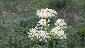 Attēlu rezultāti vaicājumam “Cicuta virosa”