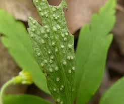Attēlu rezultāti vaicājumam “Ochropsora ariae”