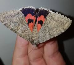 Attēlu rezultāti vaicājumam “Catocala nupta”