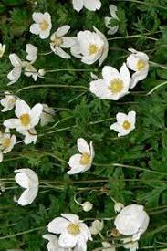 Attēlu rezultāti vaicājumam “Anemone sylvestris bud”
