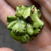 Attēlu rezultāti vaicājumam “Andricus quercuscorticis”