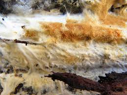 Attēlu rezultāti vaicājumam “Porotheleum fimbriatum”