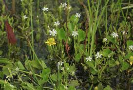 Attēlu rezultāti vaicājumam “Stellaria crassifolia”