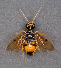 Attēlu rezultāti vaicājumam “Pamphiliidae”