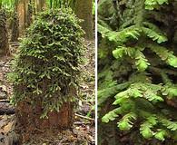 Attēlu rezultāti vaicājumam “Porella cordaeana”