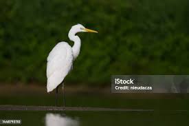 Attēlu rezultāti vaicājumam “Egretta alba”