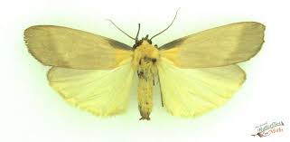 Attēlu rezultāti vaicājumam “Lithosia quadra”