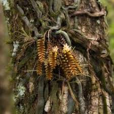 Attēlu rezultāti vaicājumam “Campylopus pyriformis sporophyte”