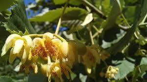 Attēlu rezultāti vaicājumam “Tilia tomentosa flower”