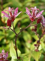 Image result for Tricyrtis `Black Beauty`