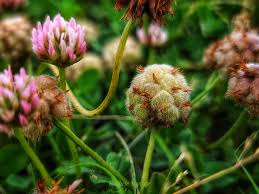 Attēlu rezultāti vaicājumam “Trifolium fragiferum”