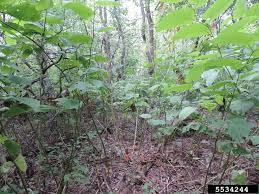 Attēlu rezultāti vaicājumam “Reynoutria sachalinensis”