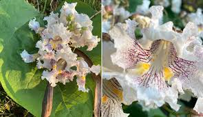 Attēlu rezultāti vaicājumam “Catalpa”