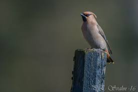 Attēlu rezultāti vaicājumam “Bombycilla garrulus”