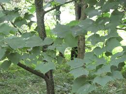 Attēlu rezultāti vaicājumam “Acer rufinerve flower”