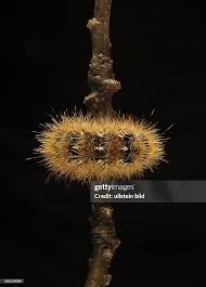 Attēlu rezultāti vaicājumam “Rhyparia purpurata”