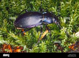 Attēlu rezultāti vaicājumam “Carabus violaceus”