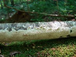 Attēlu rezultāti vaicājumam “Irpex lacteus”