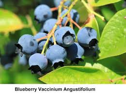Attēlu rezultāti vaicājumam “Vaccinium angustifolium”