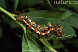 Attēlu rezultāti vaicājumam “Acronicta rumicis larva”