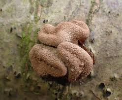 Attēlu rezultāti vaicājumam “Encoelia furfuracea”