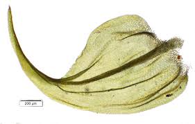 Attēlu rezultāti vaicājumam “Palustriella decipiens”