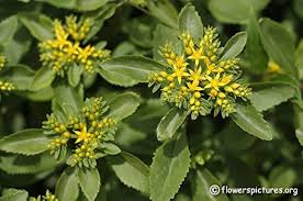 Attēlu rezultāti vaicājumam “Sedum aizoon flower”