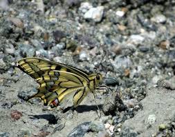 Attēlu rezultāti vaicājumam “Papilio machaon upperside”