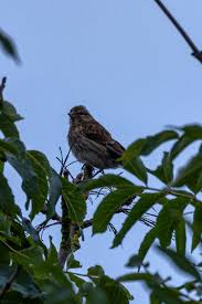 Attēlu rezultāti vaicājumam “Linaria loeselii fruit”