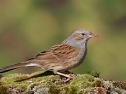 Attēlu rezultāti vaicājumam “Prunella modularis”