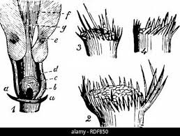 Attēlu rezultāti vaicājumam “Apion sp.”