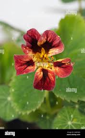 Image result for Tropaeolum minus