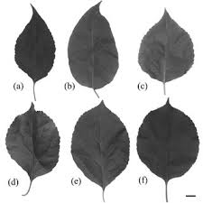 Attēlu rezultāti vaicājumam “Celastrus flagellaris”