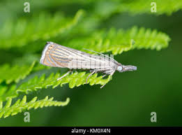 Attēlu rezultāti vaicājumam “Chrysoteuchia culmella”