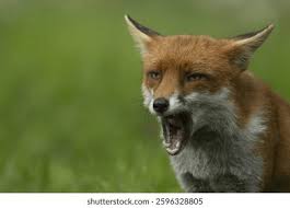 Attēlu rezultāti vaicājumam “Vulpes vulpes  adult”