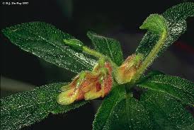 Attēlu rezultāti vaicājumam “Balsaminaceae”