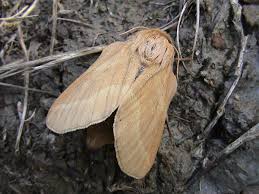 Attēlu rezultāti vaicājumam “Malacosoma castrensis”