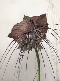 Image result for Tacca chantrieri