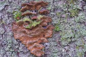 Attēlu rezultāti vaicājumam “Phellinus chrysoloma”