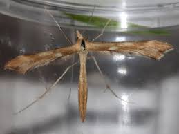 Attēlu rezultāti vaicājumam “Gillmeria pallidactyla”